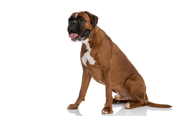 Cute Boxer Dog Looking Away Sticking His Tongue Out Sitting — Stock Photo, Image