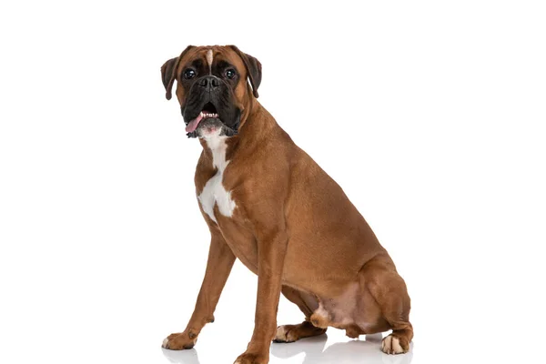 Joven Perro Boxeador Sacando Lengua Sentado Mirando Cámara Sobre Fondo — Foto de Stock