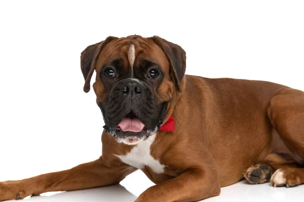 Sweet Boxer Dog Sticking Out Tongue Laying Wearing Red Bowtie — Stock Photo, Image