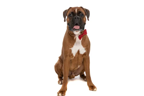 Seated Cute Boxer Dog Sticking Out Tongue Wearing Red Bowtie — Stock Photo, Image