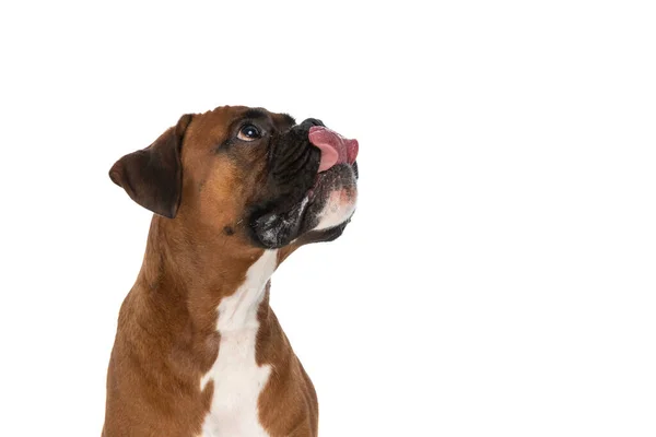 Słodkie Bokser Pies Marzy Niektóre Smaczne Jedzenie Lizanie Jego Usta — Zdjęcie stockowe