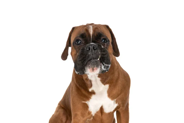 カメラに歯を見せ白い背景に座っている甘いボクサー犬 — ストック写真