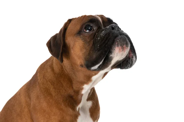 Roztomilý Boxer Pes Dívá Nad Ním Pokorným Výrazem Tváři Proti — Stock fotografie