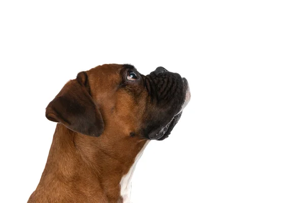 白いスタジオの背景に配給されるのを待っているかわいいボクサー犬の側面図 — ストック写真