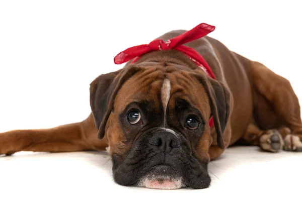 Adorable Chien Boxeur Couché Tête Vers Bas Parce Est Fatigué Images De Stock Libres De Droits