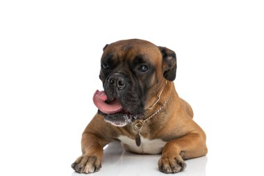Stüdyoda beyaz arka planda uzanırken dilini çıkarıp burnunu yalayan sevimli boksör köpeği.