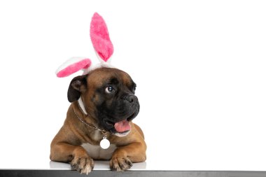 Tavşan kulaklı şirin bir köpek. Stüdyoda beyaz masada yatarken dilleri açık ve nefes nefese.