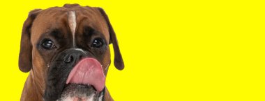 Sarı arka planda küçük şirin boksör köpeği. Stüdyoda burnu yalıyor ve aç.