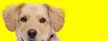 Stüdyoda sarı arka planda mutlu yüzlü küçük Holden Retriever köpeği.