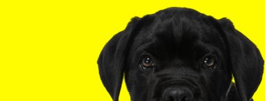 Stüdyonun sarı arka planına bakan sevimli siyah baston corso köpeğinin güzel resmi.