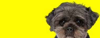 Tatlı, tatlı, küçük bir köpek. Sarı arka planda büyük gözleri var. Şirin. 