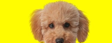 Stüdyoda sarı arka planda sevimli yüzlü, sevimli bir köpek yavrusu resmi.
