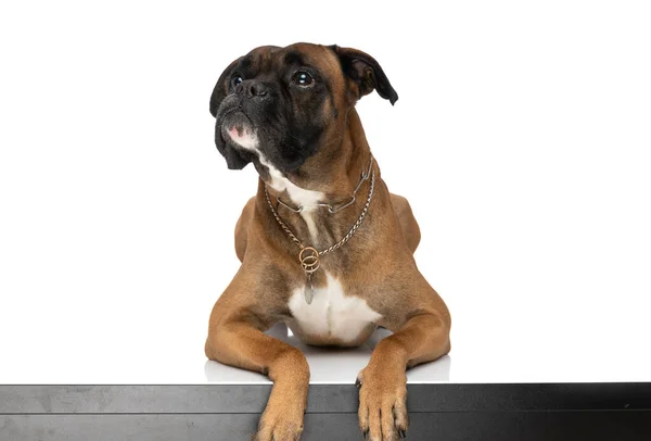Encantador Cachorro Boxeador Ansioso Con Cuello Mirando Hacia Arriba Siendo —  Fotos de Stock