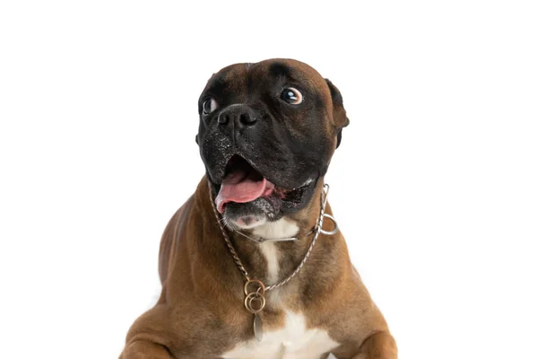Zoete Bokser Hond Met Tong Blootgesteld Kijken Naar Opzij Hijgen — Stockfoto