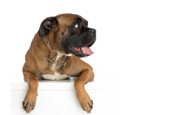 Nieuwsgierig Mooie Bokser Hond Met Tong Buiten Kijken Naar Opzij — Stockfoto