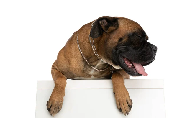 Szczęśliwy Pies Bokser Kołnierzem Patrząc Bok Wystający Język Dysząc Leżąc — Zdjęcie stockowe