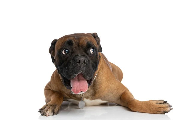 Zabawny Pies Bokser Językiem Wystawione Przed Białym Tle Patrząc Bok — Zdjęcie stockowe