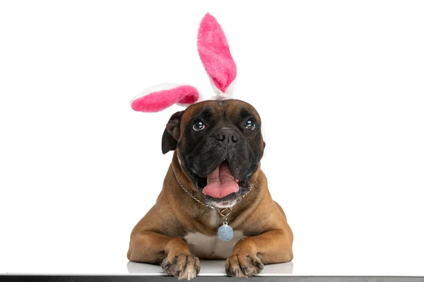 Curioso Boxer Cão Com Orelhas Coelho Headband Olhando Para Cima — Fotografia de Stock