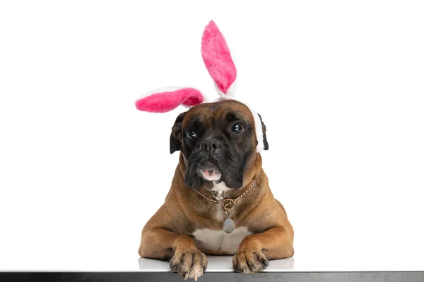 Adorável Coelho Easter Boxer Cão Com Heandband Olhando Para Cima — Fotografia de Stock