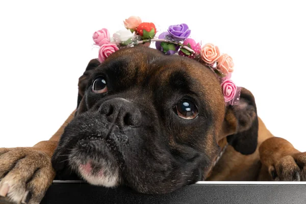 Słodkie Bokser Pies Kolorowe Kwiaty Opaska Patrząc Górę Trzymając Głowę — Zdjęcie stockowe