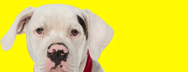 赤い襟の可愛いアメリカのブルドッグ子犬 スタジオの黄色い背景の前で — ストック写真