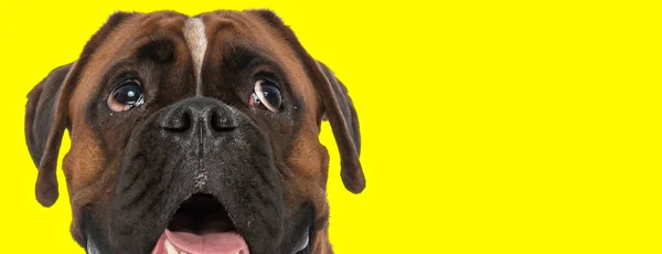 好奇心旺盛なボクサー犬が上を見上げ 舌を出し スタジオで黄色の背景の前で喘ぐ — ストック写真