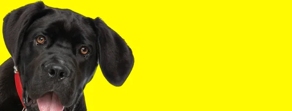 スタジオで黄色の背景の前に赤い襟のパンピングと舌を突き出す美しい杖のコルソ犬のクールな写真 — ストック写真
