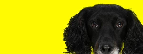 Imagen Del Encantador Perro Inglés Springer Spaniel Con Orejas Esponjosas —  Fotos de Stock