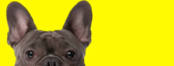 Hűvös Kép Szeme Imádnivaló Kis Francia Bulldog Nagy Fülek Előtt — Stock Fotó