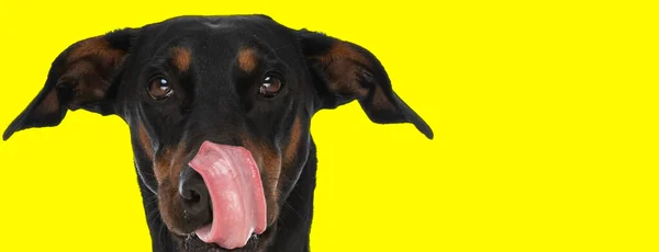 Hladový Malý Dobermann Pes Jazykem Venku Lízání Nosu Dívá Žluté — Stock fotografie