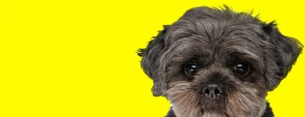 Όμορφη Γλυκιά Metis Μικρό Σκυλί Μεγάλα Μάτια Μπροστά Από Κίτρινο — Φωτογραφία Αρχείου