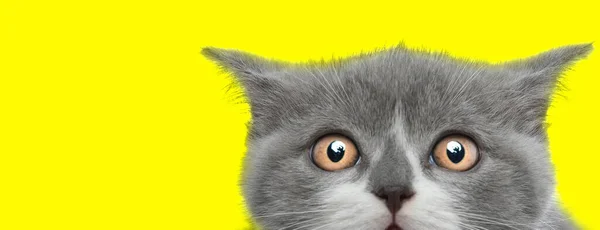 Stüdyoda Sarı Arka Planda Iri Gözlü Sevimli Küçük Ngiliz Kedisinin — Stok fotoğraf