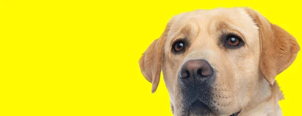 Krásný Labrador Retrívr Pes Roztomilou Tváří Odvrací Pohled Před Žlutým — Stock fotografie