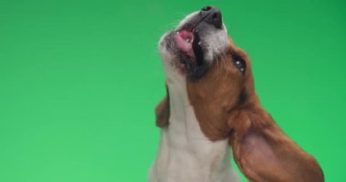 Stüdyoda yeşil arka planda otururken dilini yalayarak cam yalayan sevimli küçük bir av köpeğinin videosu.