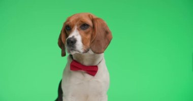 Boynunda kırmızı papyon olan sevimli, zarif bir av köpeği gri arka planda tuhaf bir şekilde etrafa bakıyor.