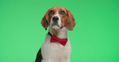 Kırmızı papyon takan, yeşil arka planda meraklı küçük av köpeğinin videosu.