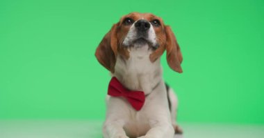 Kırmızı papyonlu zarif av köpeği stüdyoda yeşil arka planda yatarken havlıyor ve havlıyor.