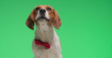 Proje videosu, papyonlu sevimli bir av köpeğinin stüdyoda yeşil arka planda havlaması ve havlaması.