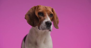 Büyük gözlü küçük meraklı köpek yavrusu pembe arka planda duruyor ve heyecanla stüdyoya bakıyor.