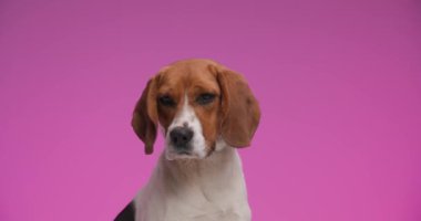 Proje videosu. Büyük gözlü sevimli bir tazı köpek. Stüdyoda pembe arka planda geziniyor ve onu takip ediyor.