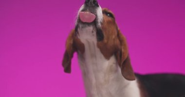 Yavaş çekim projesi videosu. Süper sevimli küçük av köpeği pleksiglass yalıyor ve stüdyoda pembe arka planda aç kalıyor.