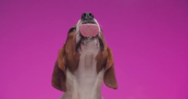 Aç küçük av köpeği, dilini çıkarıp şeffaf camları yalarken pembe arka fonun önüne bakıyor.