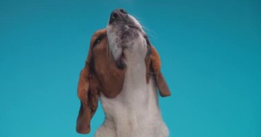 Dışarıda dili olan güzel bir köpek yavrusu stüdyoda mavi arka planda şeffaf pleksiglas yalıyor.