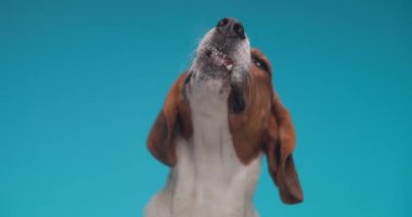 Yavaş çekim projesi videosu. Stüdyonun mavi arka planında dili şeffaf pleksiglass yalayan aç köpek yavrusu.