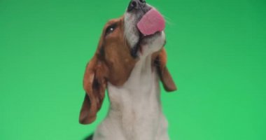 Dışarıda dili olan güzel bir av köpeği stüdyoda yeşil arka planda şeffaf pleksiglas yalıyor.