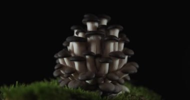 Lezzetli pleurotus mantarları. Sağlıklı bir yemek için ideal. Koyu arkaplanda toprak yosunu var.