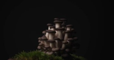 Dünyanın tepesindeki yosunların üzerindeki ışık oyununda leziz taze pleurotus mantarları.