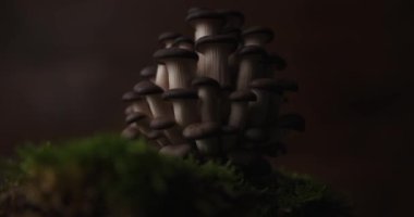 Vejetaryen menüsündeki toprak yosunlarının üzerinde pleurotus mantarından sağlıklı bir yemek.