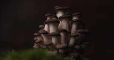 Dünya yosunlarının üzerinde sağlıklı pleurotus mantarları olan harika akşam yemeği planları.