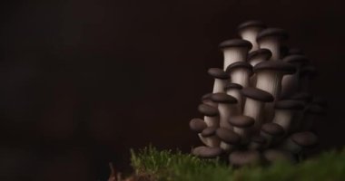 Biraz toprak yosunuyla şekillendirilmiş sağlıklı pleurotus mantarlı vegan yemeği.